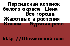 Персидский котенок белого окраса › Цена ­ 35 000 - Все города Животные и растения » Кошки   . Бурятия респ.